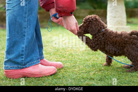 Lead and clicker training for a miniature poodle puppy in the garden. Stock Photo