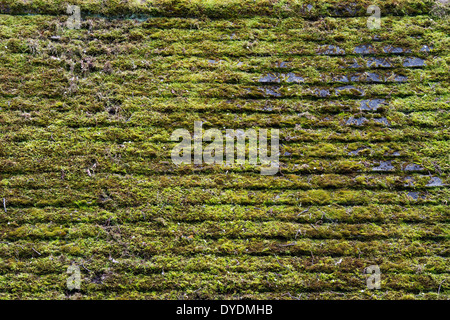 Old tiled roof covered in moss Stock Photo