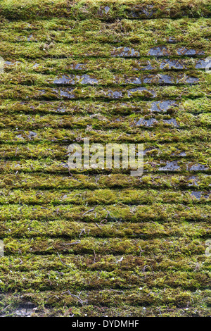 Old tiled roof covered in moss Stock Photo