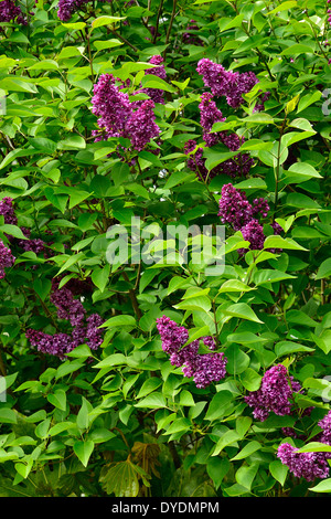 Lilac, Syringa vulgaris, Oleaceae. Stock Photo