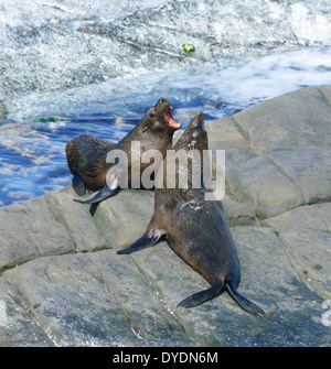 australian-fur-seals-arctocephalus-pusillus-doriferus-at-ille-de