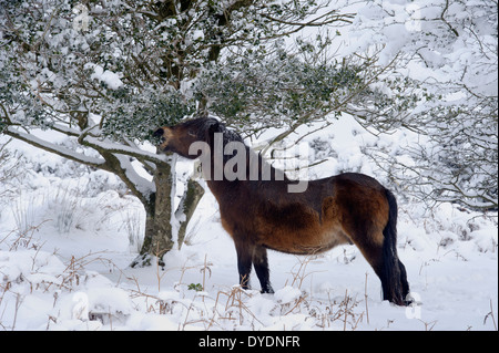 Wild Exmoor ponies in winter snow on Exmoor Stock Photo