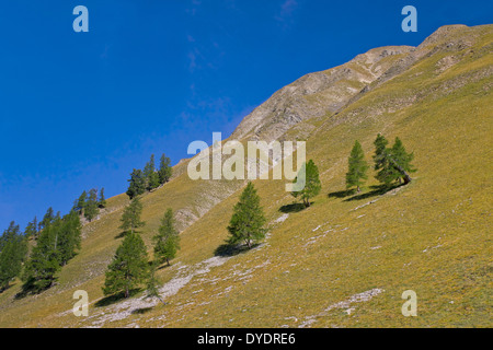 Common larch / European larch (Larix decidua) trees growing at treeline on mountain slope in the Alpine mountains, Alps Stock Photo