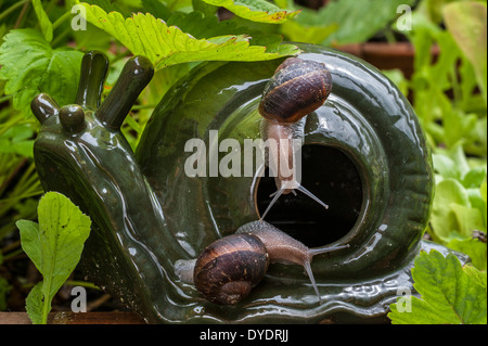 Common garden snails (Helix aspersa / Cornu aspersum), pests lured to decorative snail and slug beer trap in vegetable garden Stock Photo