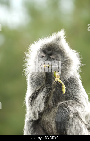 Portrait of a Silvered Leaf Monkey Enjoying a Banana Stock Photo