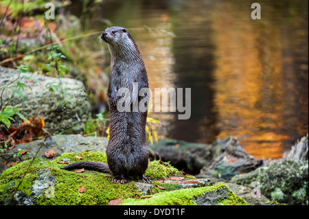 Alert European River Otter (Lutra lutra) standing upright on hind legs on riverbank Stock Photo