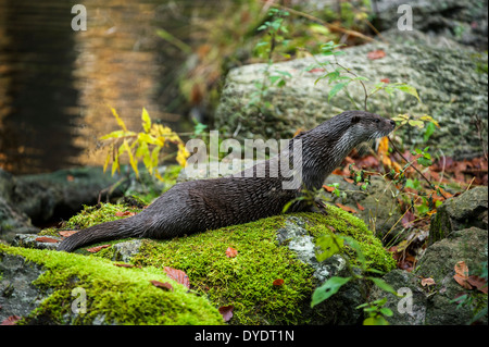 Alert European River Otter (Lutra lutra) sitting moss covered rock on riverbank Stock Photo