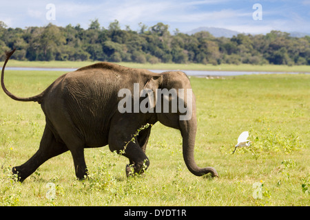 Wild Elephant charging a tourist jeep in Yala National Park, Sri Lanka 20 Stock Photo