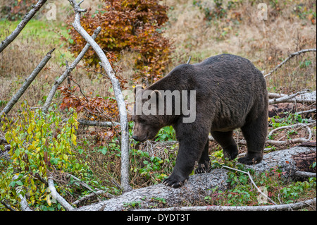 European / Eurasian brown bear (Ursus arctos arctos) walking over fallen pine tree in autumn forest