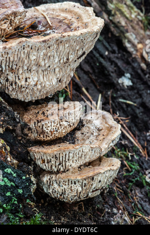 Oak mazegill / maze-gill fungus (Daedalea quercina) growing on rotten tree trunk Stock Photo