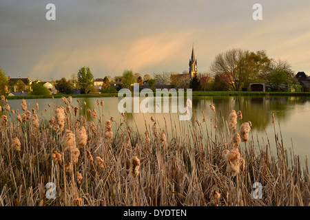 Pond on the edge of a village (Western France), reeds ((Typha Lalifolia) in the foreground. Stock Photo
