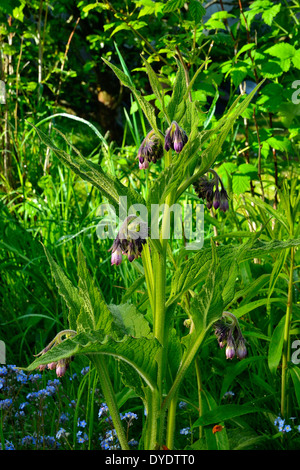 Russian Comfrey (Symphytum uplandicum) in a garden in may. Stock Photo