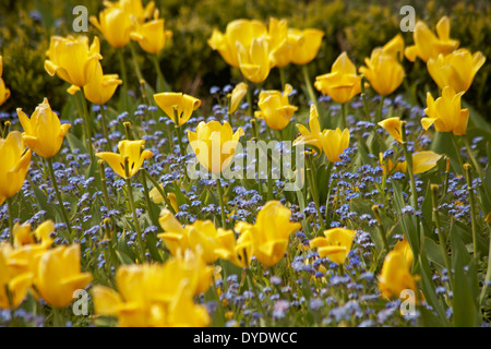 contrasting yellow tulips and blue forget me nots in flower beds in April Stock Photo