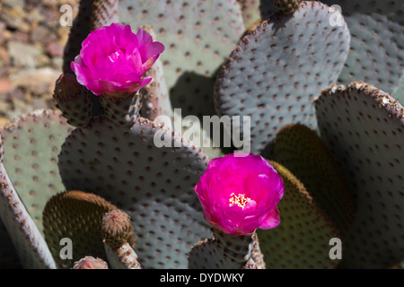 Beavertail Pricklypear flowering, Desert Botanical Gardens, Phoenix, Arizona, USA