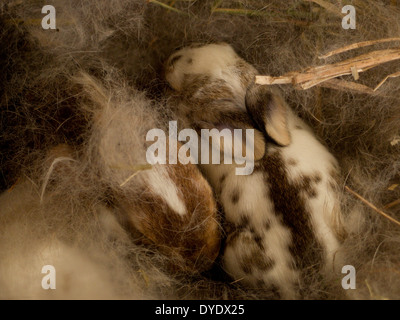 Rabbits in the nest Stock Photo