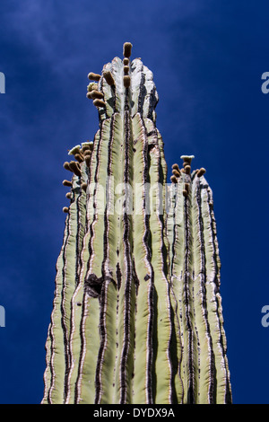 Cardon Cactus, Desert Botanical Gardens, Phoenix, Arizona, USA Stock Photo