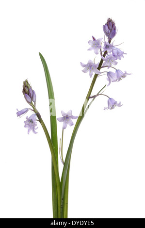 Bluebell flowers and leaves isolated against white Stock Photo