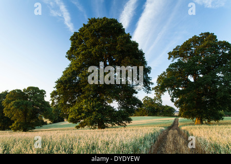 A footpath through a crop of ripening oats, passes between two mature oak trees on a July evening in Northamptonshire, England Stock Photo