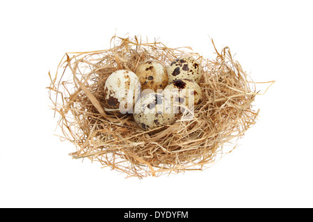 Quails eggs in a straw nest isolated against white Stock Photo