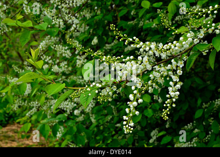 Bird Cherry or Hackberry (Prunus padus, Padus avium), flowering branch. Stock Photo