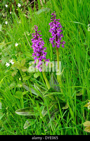 Early Purple Orchids (Orchis mascula) in flower, on a slope in roadside. Stock Photo