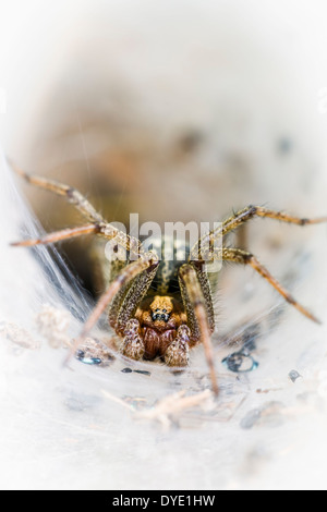 Labyrinth spider in its funnel shaped web Stock Photo