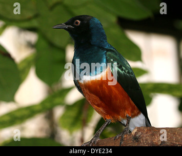 East African Superb Starling ( Lamprotornis superbus) Stock Photo