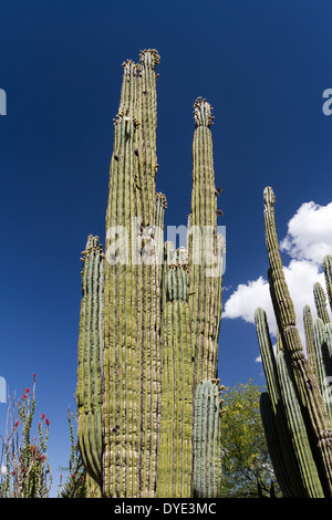 Cardon Cactus, Desert Botanical Gardens, Phoenix, Arizona, USA Stock Photo