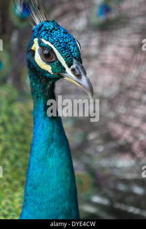 Peafowl, Peacock -flying bird in the genus Pavo of the pheasant family, Phasianidae, best known for the male's extravagant. Stock Photo