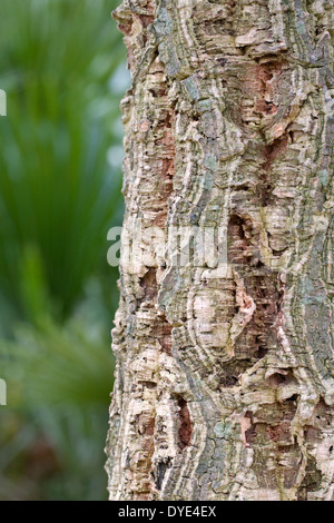 Quercus suber. Cork Oak tree. Stock Photo