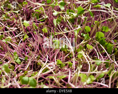 Kale Sprouts Stock Photo