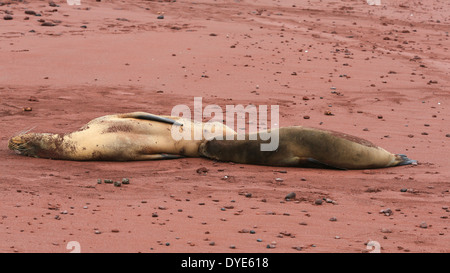 Sea lion nursing its pup on the red volcanic beach at Rabida Island, Galapagos Islands, Ecuador. Stock Photo