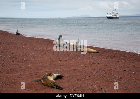 Sea lions on the red volcanic beach at Rabida Island, Galapagos Islands, Ecuador, with a cruise ship in the background. Stock Photo