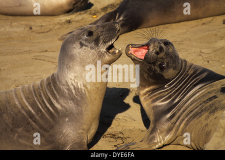 A pair of Elephant Seals biting each other during a sparring bout. Stock Photo