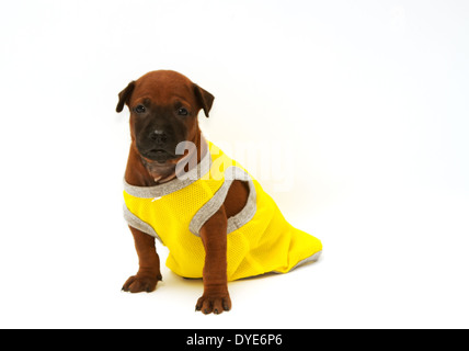 Thai Ridgeback puppy in yellow cloth Stock Photo