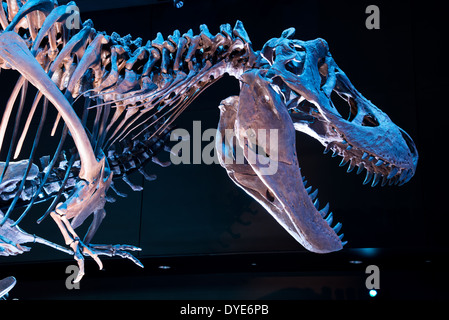 Fossil skeleton of Tyrannosaurus Rex. Stock Photo