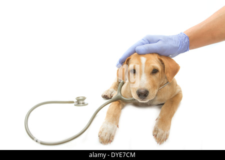 cute healthy puppy with a stethoscope Stock Photo