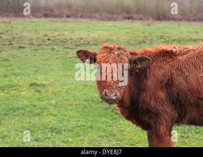 Cow Stock Photo