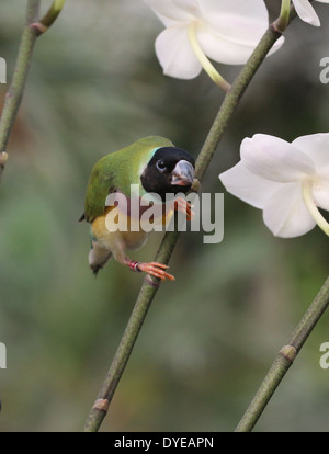 Female Gouldian Finch or Rainbow Finch (Erythrura gouldiae) close-up, posing, on a branch Stock Photo