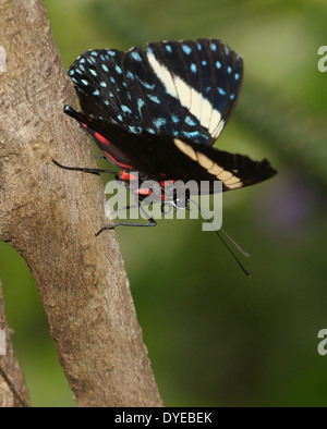 Close-up of a female Starry (Night ) Cracker butterfly (Hamadryas laodamia) Stock Photo