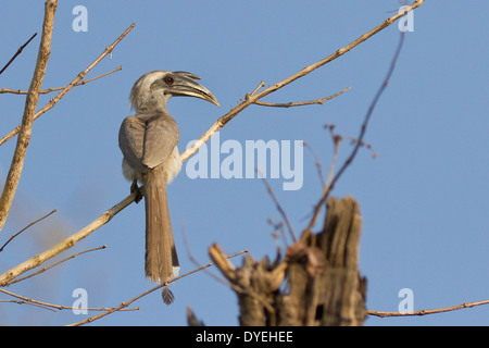 Indian Grey Hornbill (Ocyceros birostris) Stock Photo