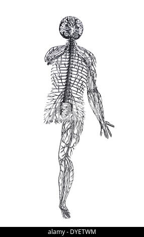 The Plates from the Epitome of the De Humani Corporis Fabrica by Andreas Vesalius, (1514-1564) 85 - Full body illustration showing the Venous and repertory system of a female. Stock Photo