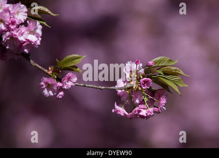 Magdeburg, Germany. 14th Apr, 2014. A flowering cherry blossom shines in bright purple colours in Magdeburg, Germany, 14 April 2014. Photo: Lukas Schulze/dpa/Alamy Live News Stock Photo