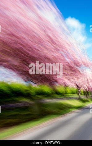 Magdeburg, Germany. 14th Apr, 2014. Rows of cherry blossom trees shines in bright purple colours along a country lane in Magdeburg, Germany, 14 April 2014. Photo: Lukas Schulze/dpa/Alamy Live News Stock Photo