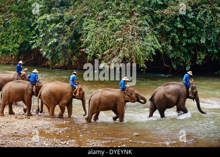 Thailand, Chiang Mai, Chiang Dao, elephant training Stock Photo