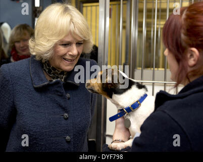 Camilla Duchess of Cornwall visits Battersea Dogs and Cats Home. Earlier in the year The Duchess re homed Bluebell a nine-week-old Jack Russell Terrier as she was found as a stary wandering in a London park. Her Royal Highness adopted Beth a Jack Russell Stock Photo