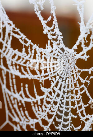 General views of a spiders web covered in frost Stock Photo - Alamy