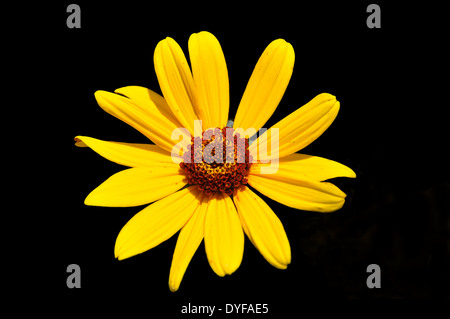 beautiful yellow flower of the heliopsis helianthoides scabra isolated in black Stock Photo