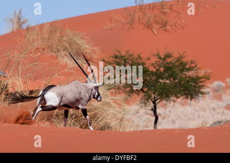 A gemsbok (Oryx gazella) is pictured near Wolwedans Dunes Lodge in Namib Rand Nature Reserve Park near the sand dunes of Sossusvlei in namibia, 16 January 2011. Photo: Tom Schulze -NO WIRE SERVICE – Stock Photo