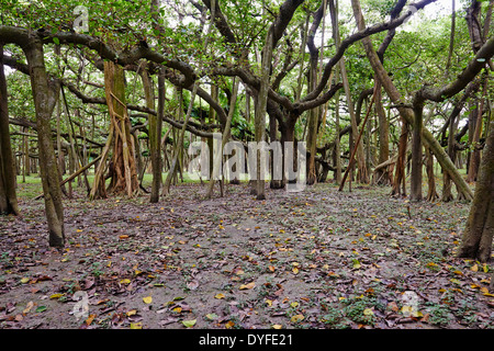 India, West Bengal, Kolkata, Calcutta, Botanical garden, Howrah Banian tree, biggest banian in the world Stock Photo